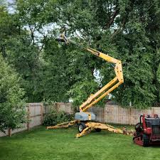 Trusted Hackensack, NJ Tree Care  Experts