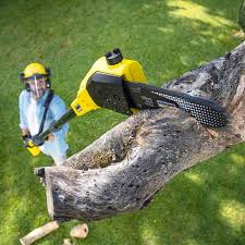 Best Tree Maintenance Programs  in Hackensack, NJ