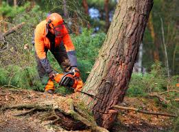 Best Commercial Tree Services  in Hackensack, NJ