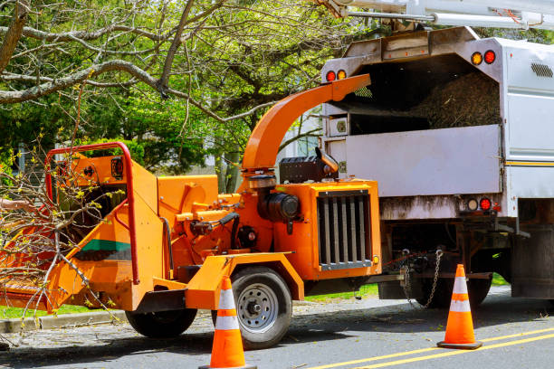 How Our Tree Care Process Works  in  Hackensack, NJ