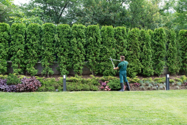 Best Lawn Maintenance Plans  in Hackensack, NJ