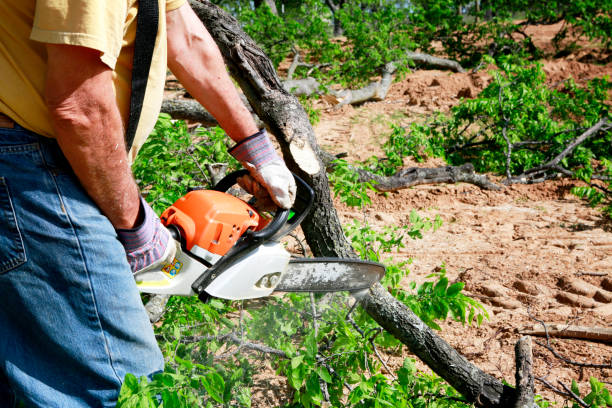 Best Emergency Tree Removal  in Hackensack, NJ